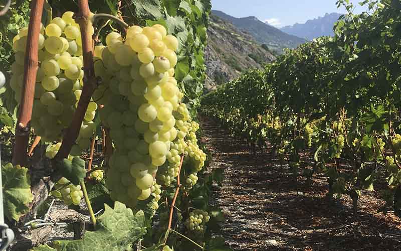 Une viticulture exigeante et respectueuse de la nature